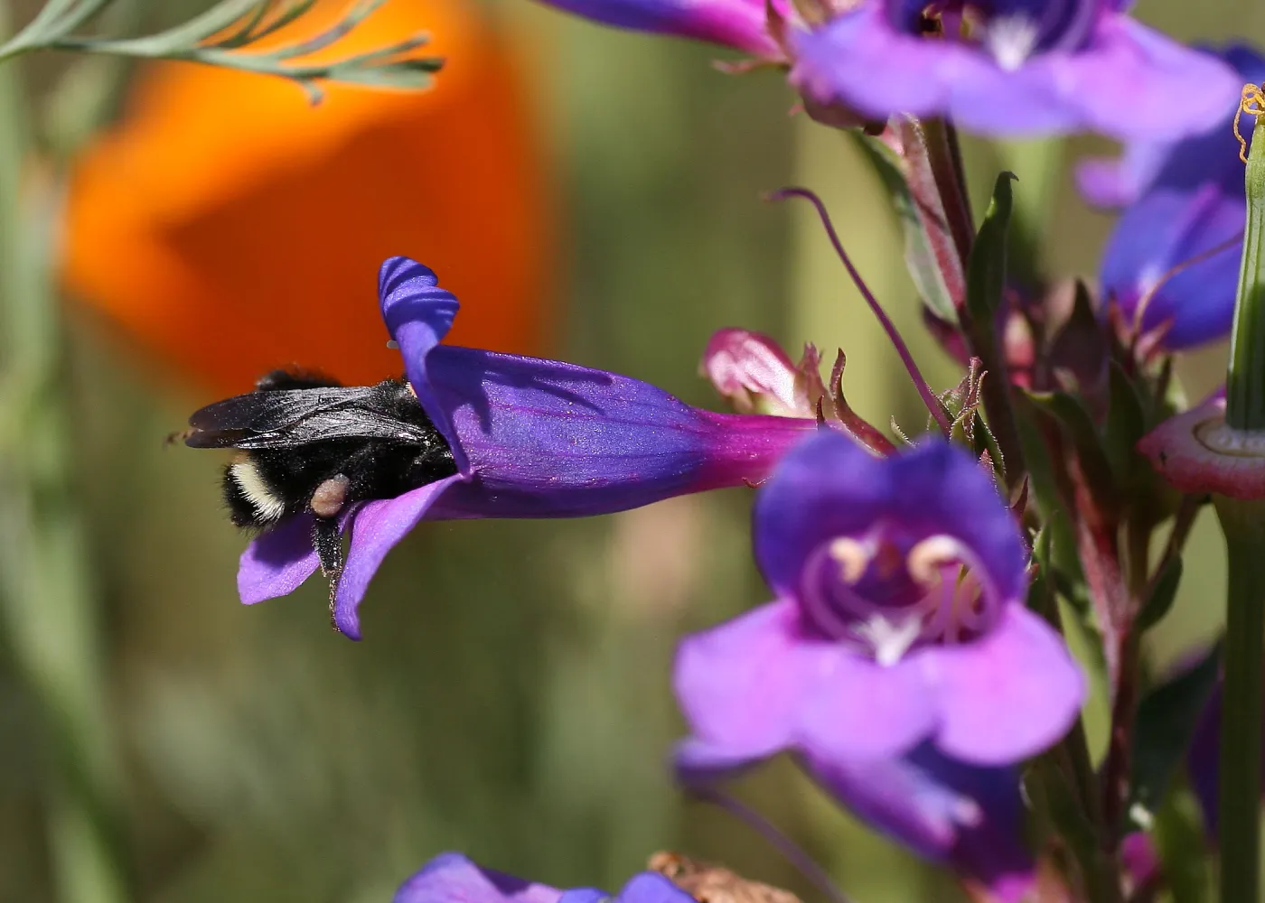 Bumble Bee and Penstemon, third place winner, Wildlife in the Garden category, SBBG Photo Contest 2012