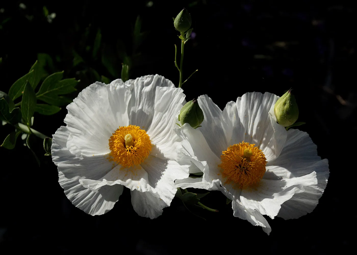 Matilija poppy flowers, SBBG Photo Contest 2012