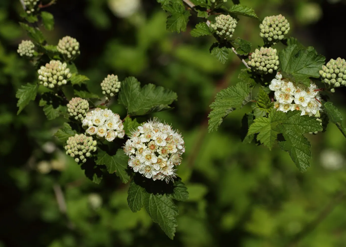 Pacific ninebark, Physocarpus capitatus, SBBG Photo Contest