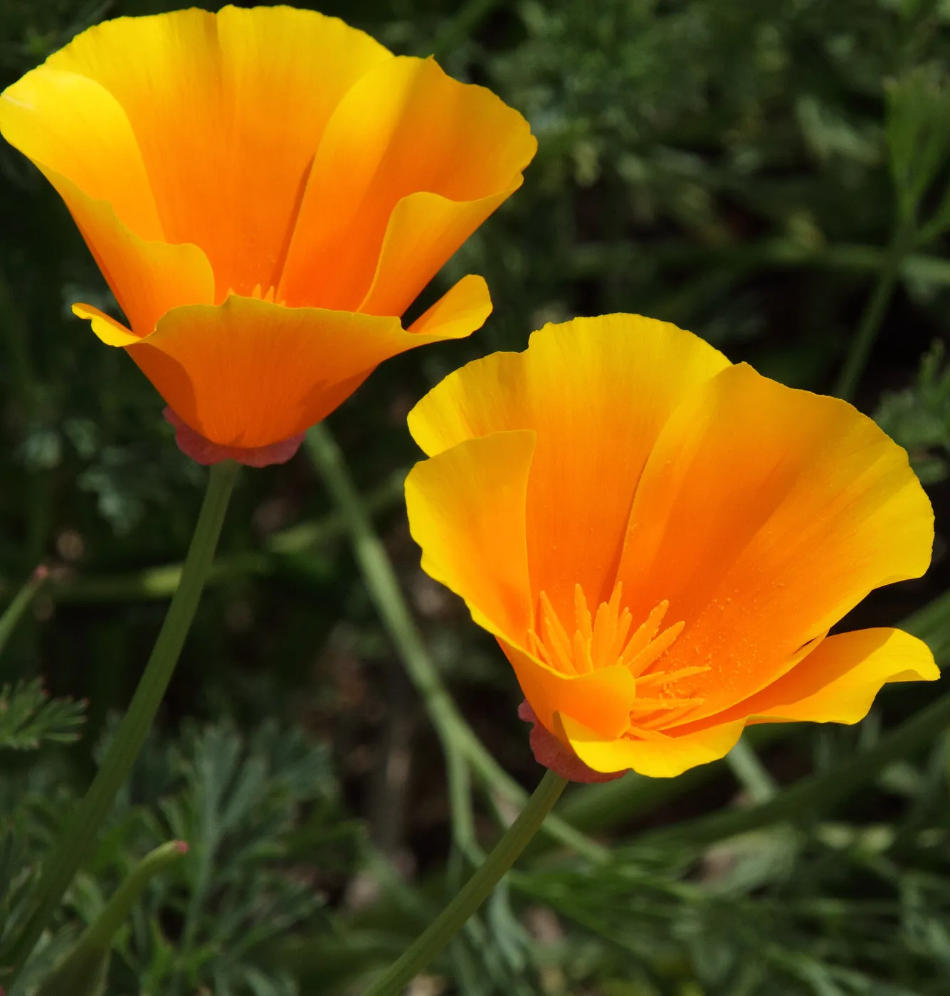 california poppy flowers, SBBG Photo Contest 2012