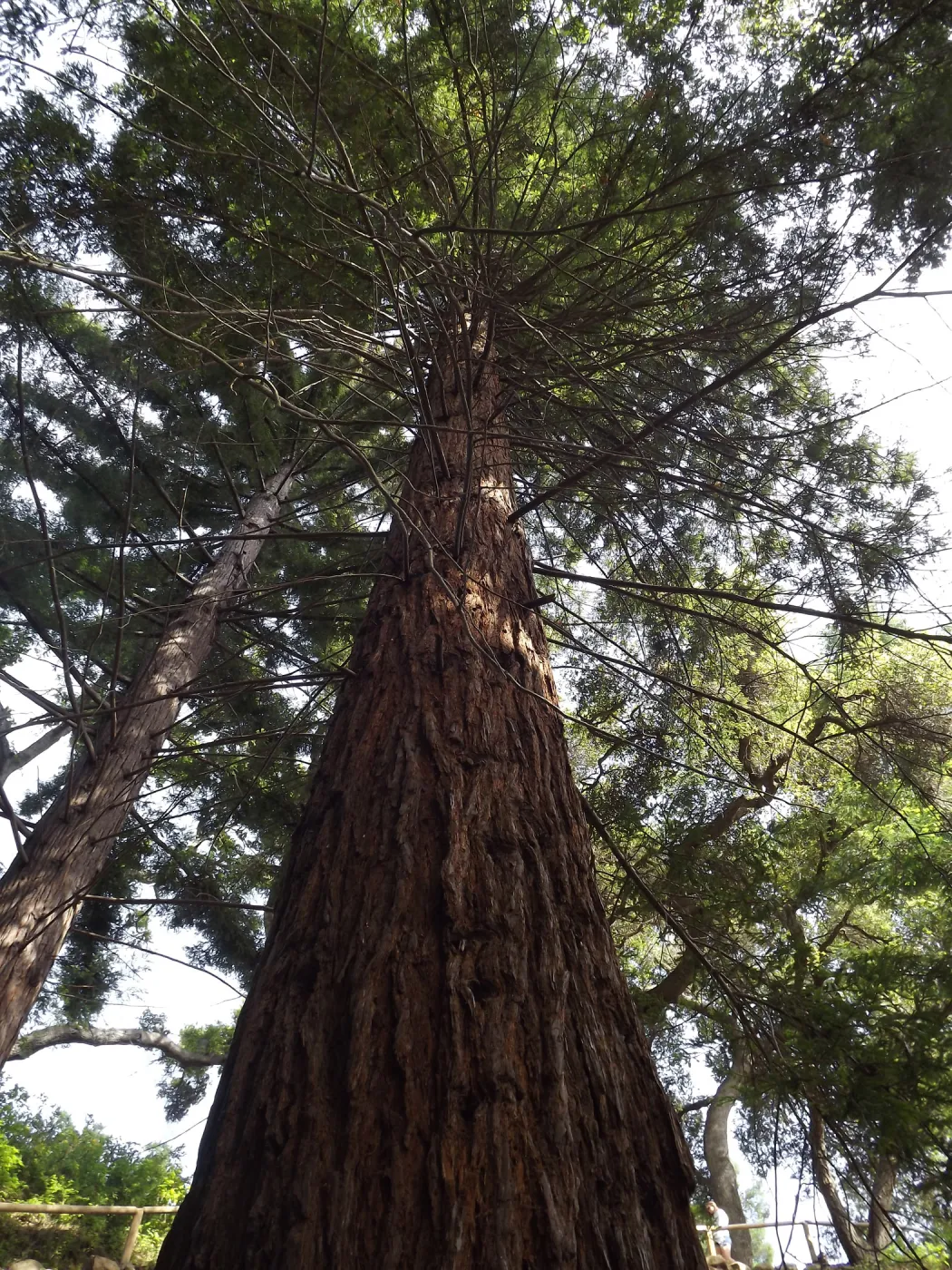 Coast Redwood tree, Redwood Section, SBBG Photo Contest 2012