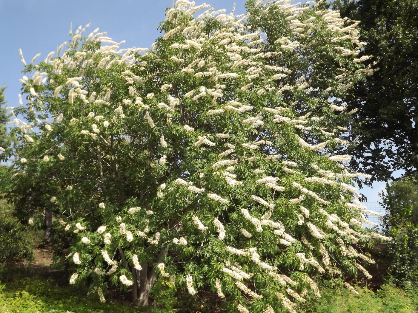 Aesculus in bloom, SBBG Photo Contest 2012