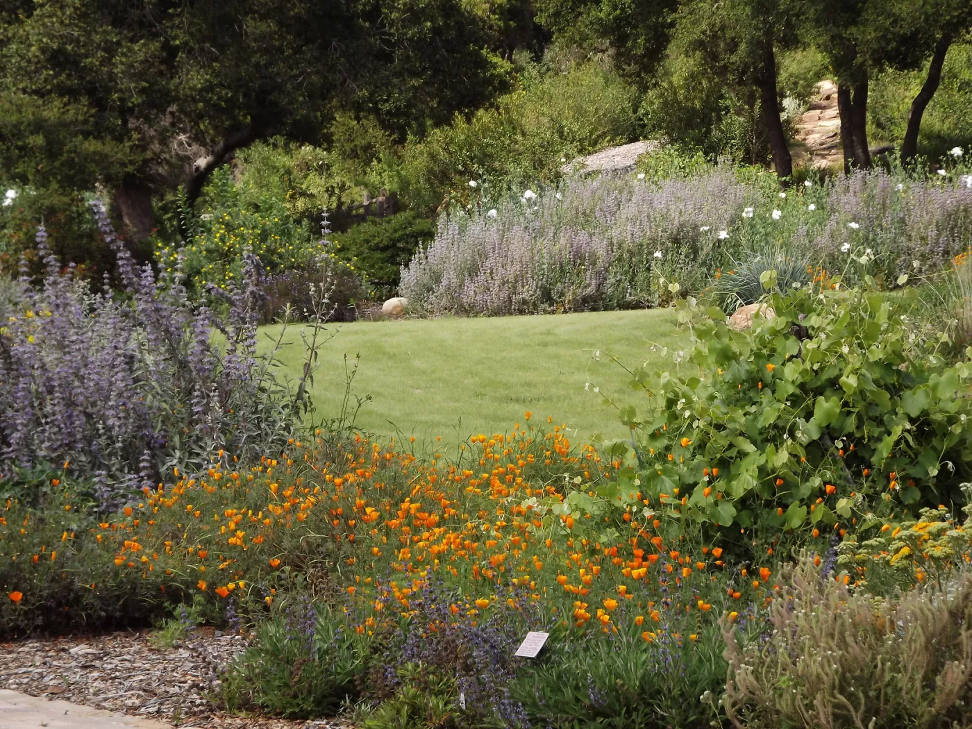 Meadow border in bloom, lawn, SBBG Photo Contest 2012