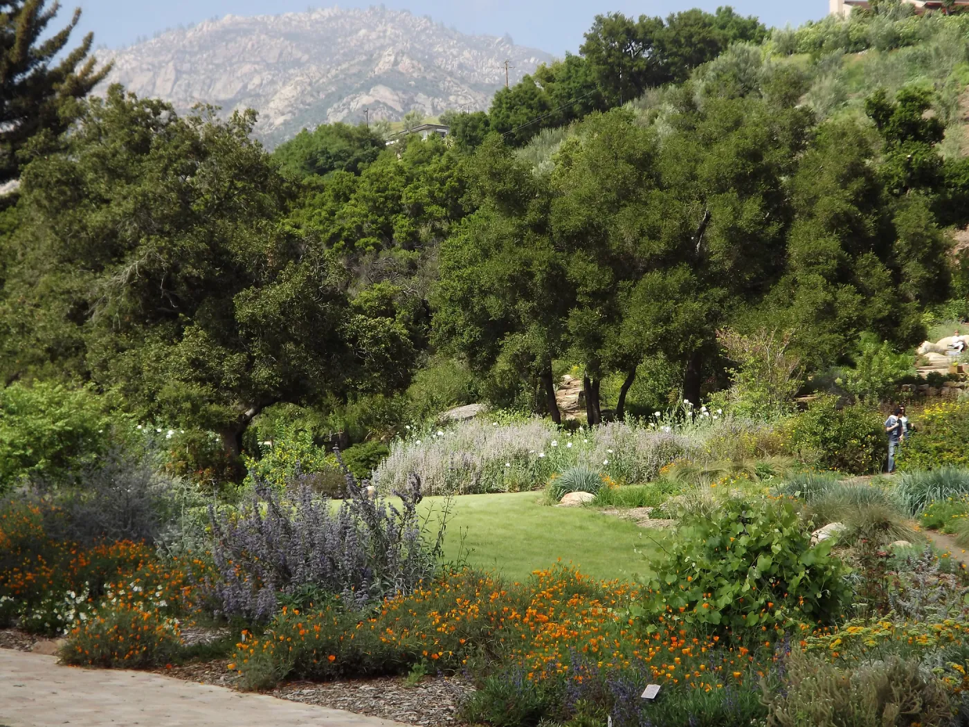 Meadow birder in bloom, lawn, SBBG Photo Contest 2012