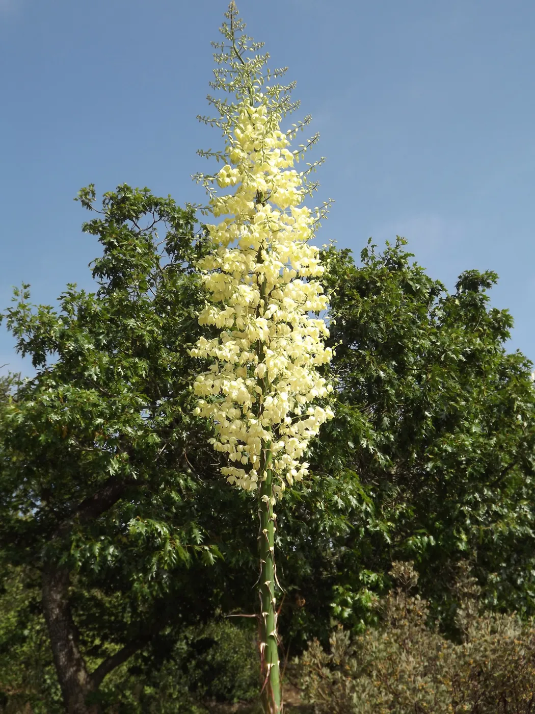 Yucca inflorescence, SBBG Photo Contest 2012
