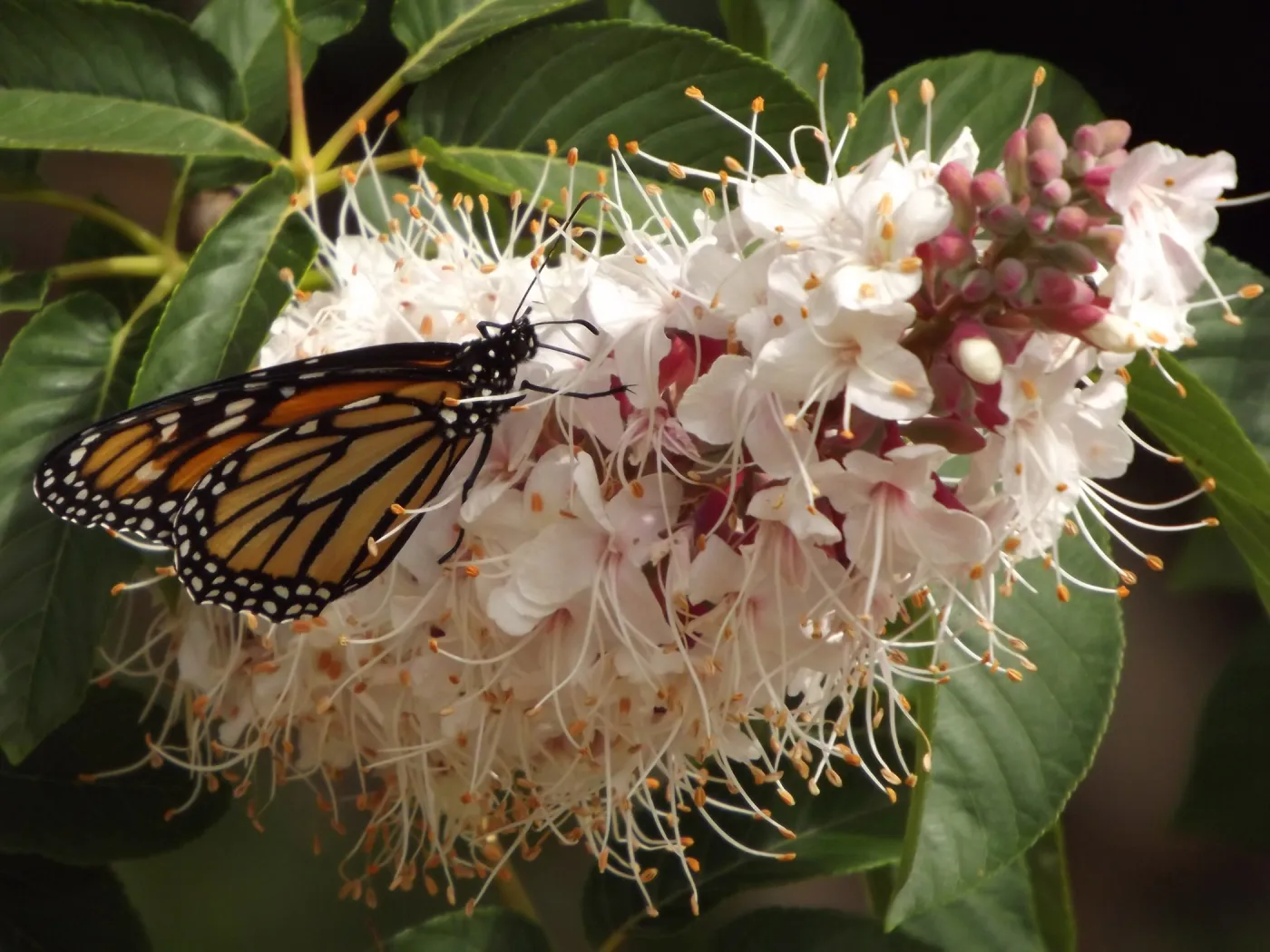 monarch butterfly on Aesculus inflorescence, SBBG Photo Contest 2012