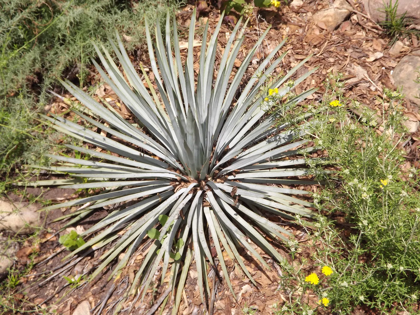 Agave (Century Plant), SBBG Photo Contest 2012