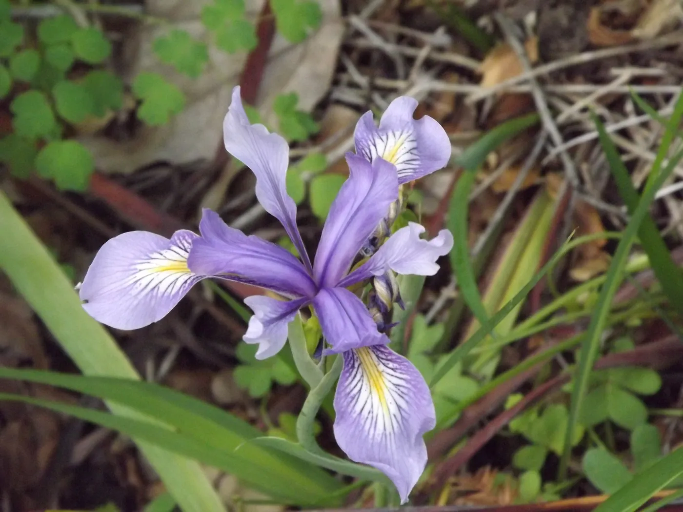native Iris, SBBG Photo Contest 2012