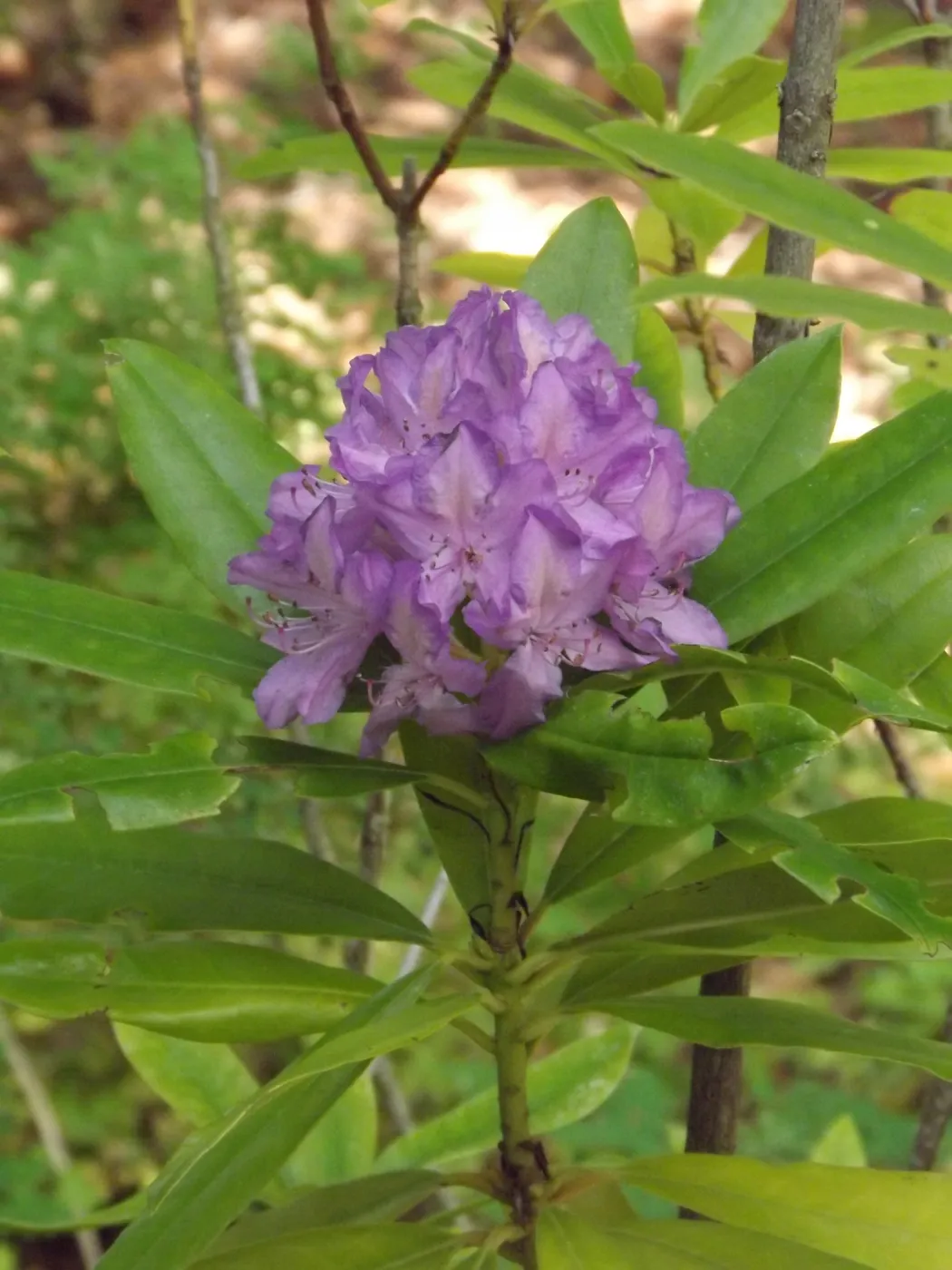 Rhododendron macrophyllum, Redwood Section, SBBG Photo Contest 2012