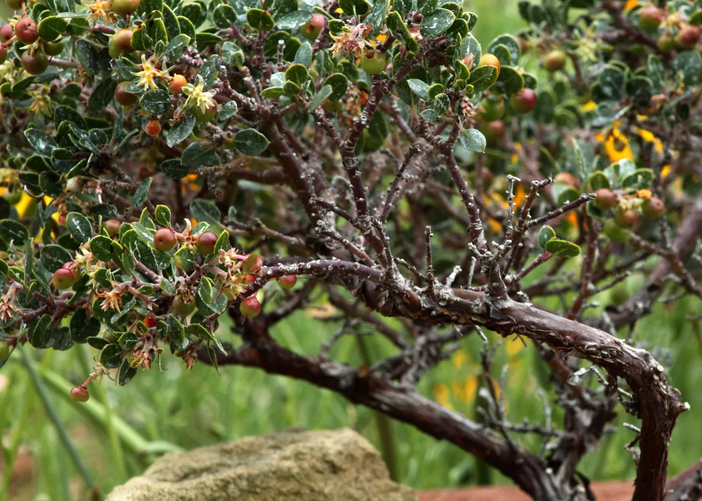 Arctostaphylos manzanita in fruit, SBBG Photo Contest 2012