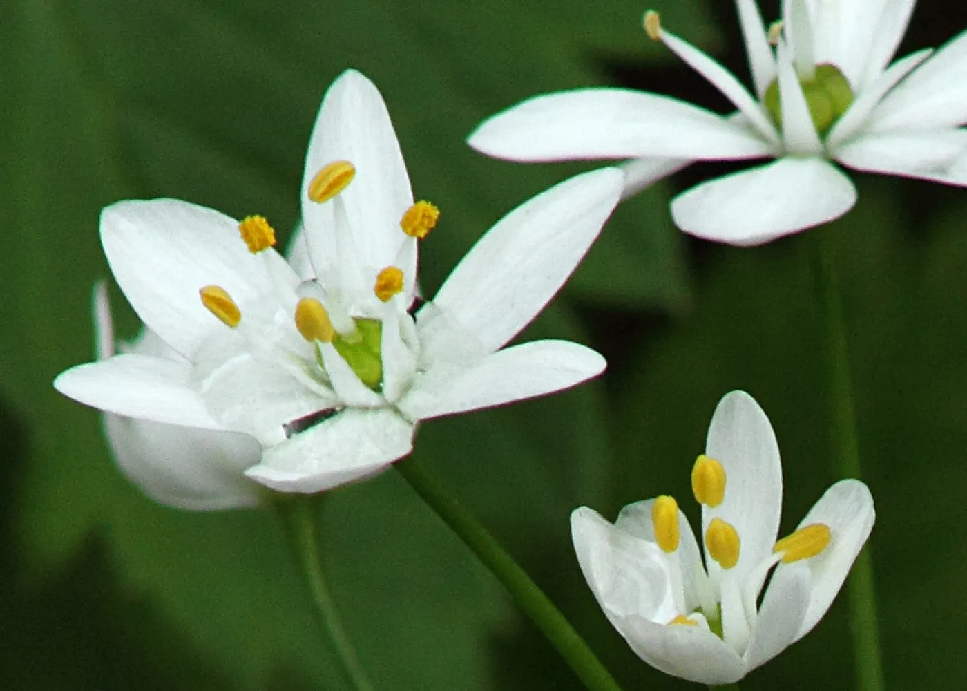 Zigadenus flowers, SBBG Photo Contest 2012