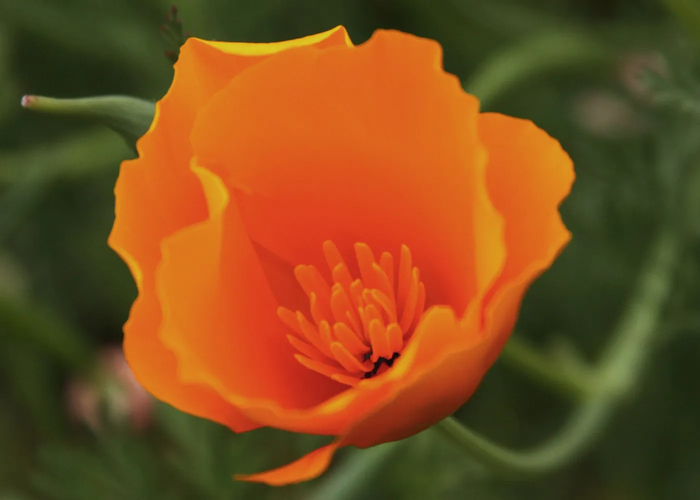 Poppy flower, SBBG Photo Contest 2012