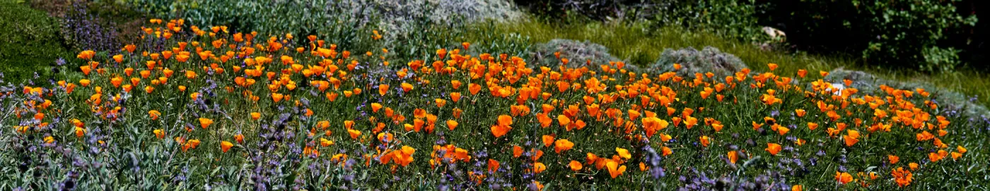 Meadow panorama, wildflower display, SBBG Photo Contest 2012