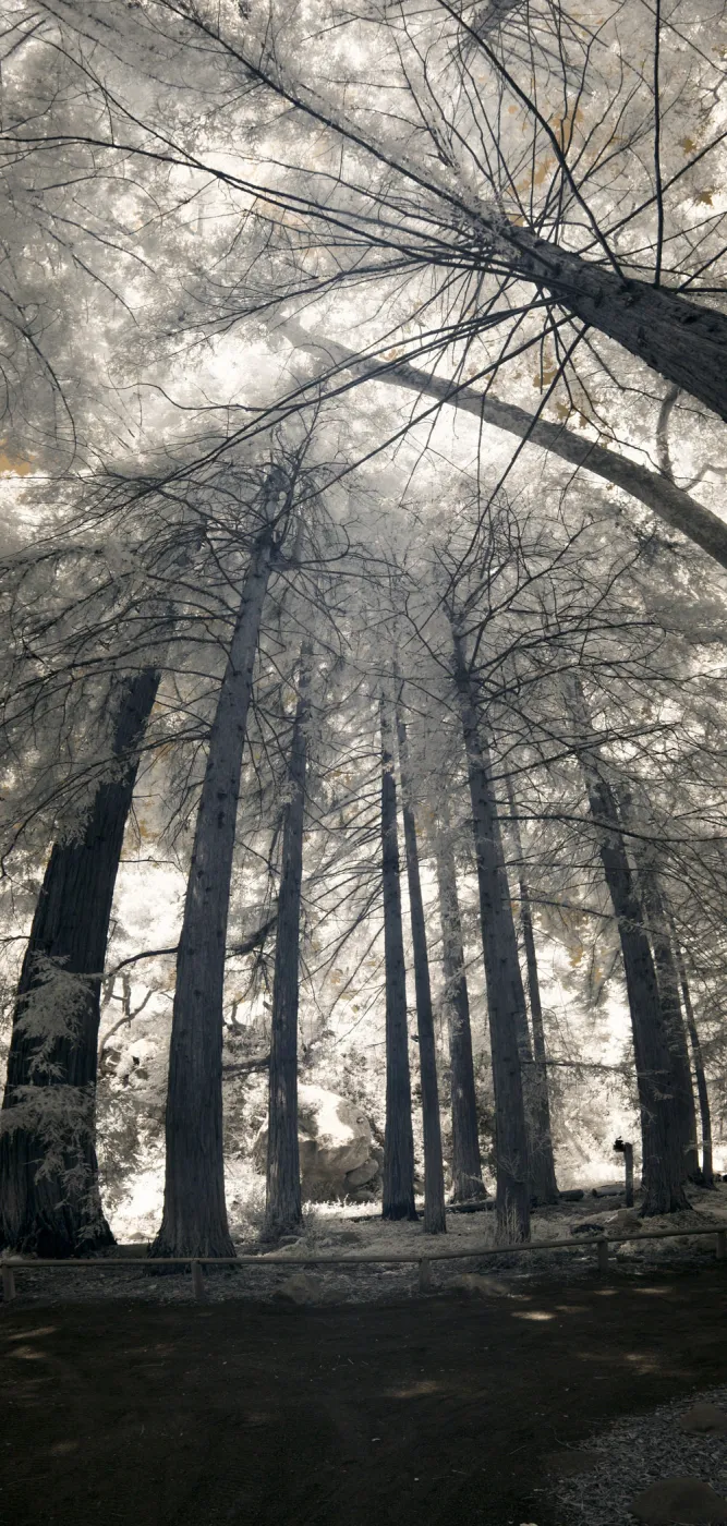 Redwood Section, tall panorama, infrared, SBBG Photo Contest 2012