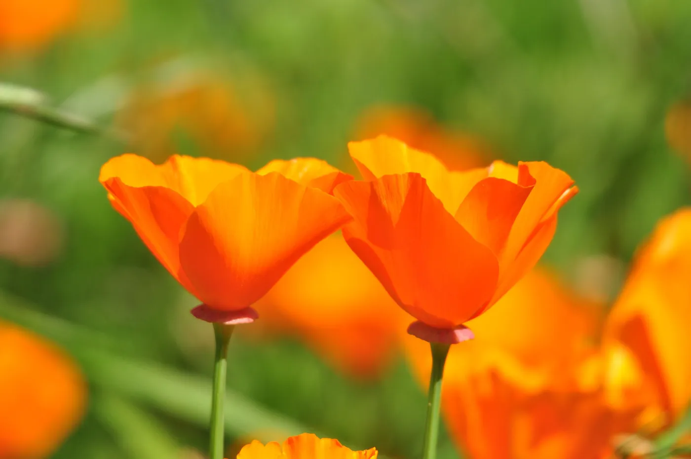 california poppies, SBBG Photo Contest 2012