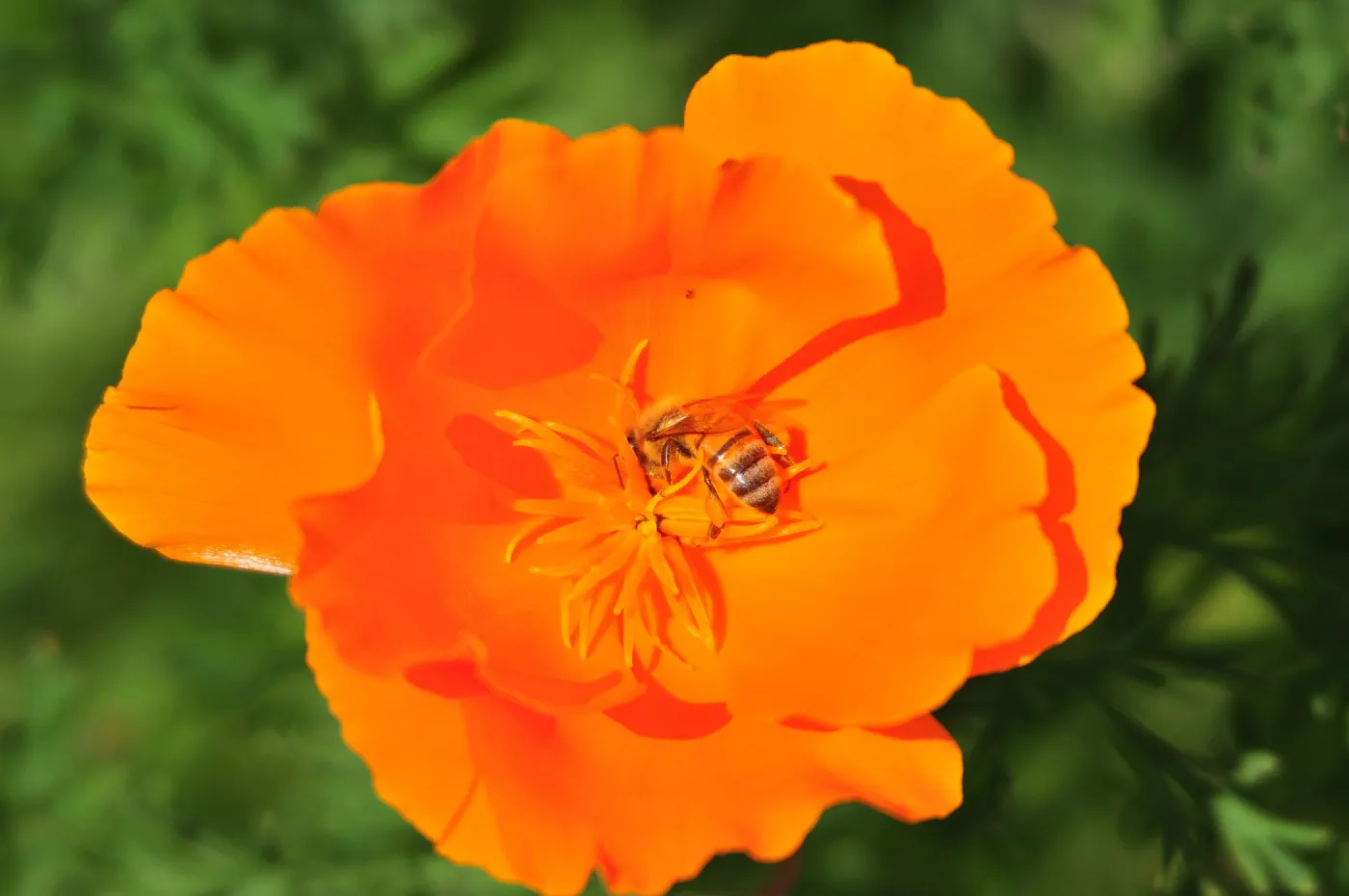 honeybee, poppy flower, SBBG Photo Contest 2012