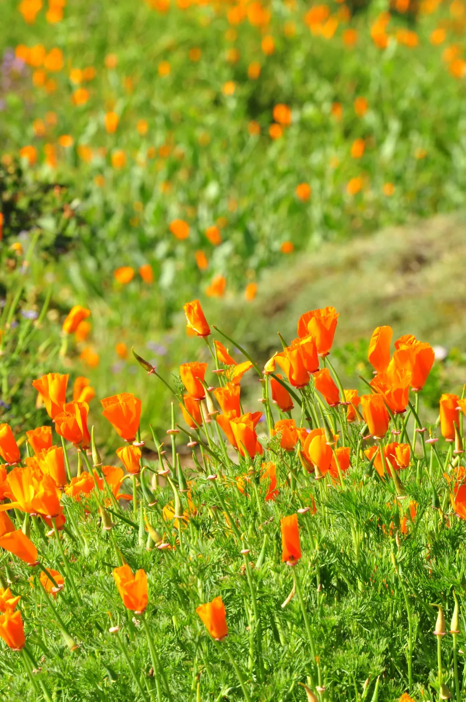 Poppies, SBBG Photo Contest 2012