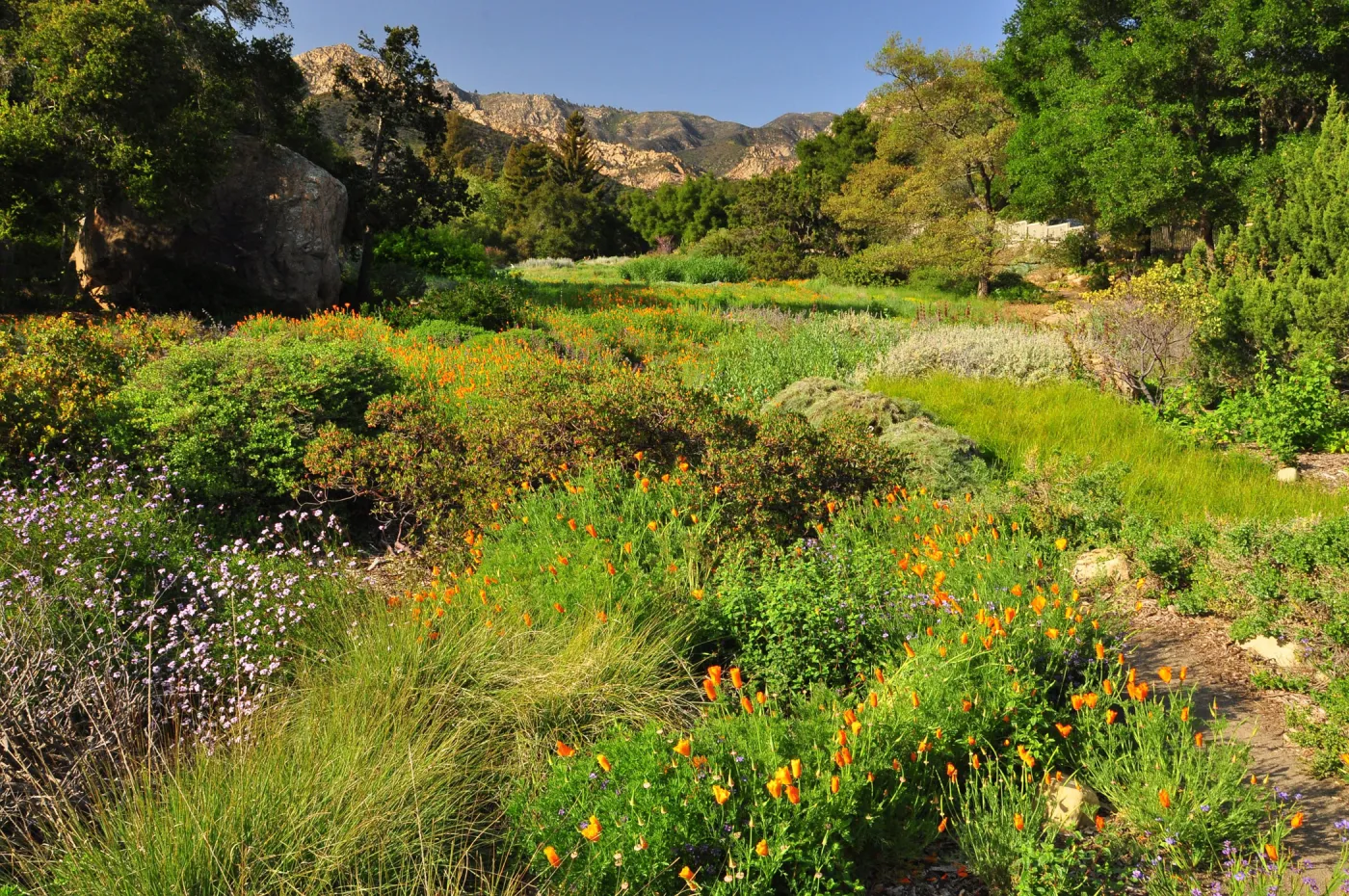 SBBG Meadow, view to the mountains, SBBG Photo Contest 2012