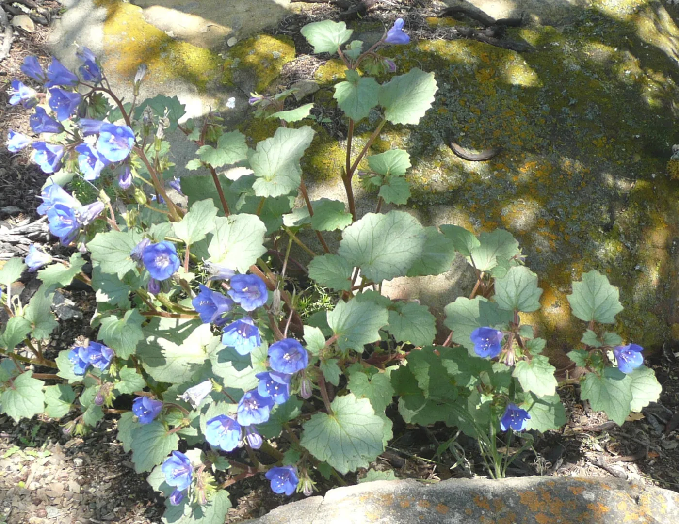 SBBG Photo Contest 2012. Phacelia