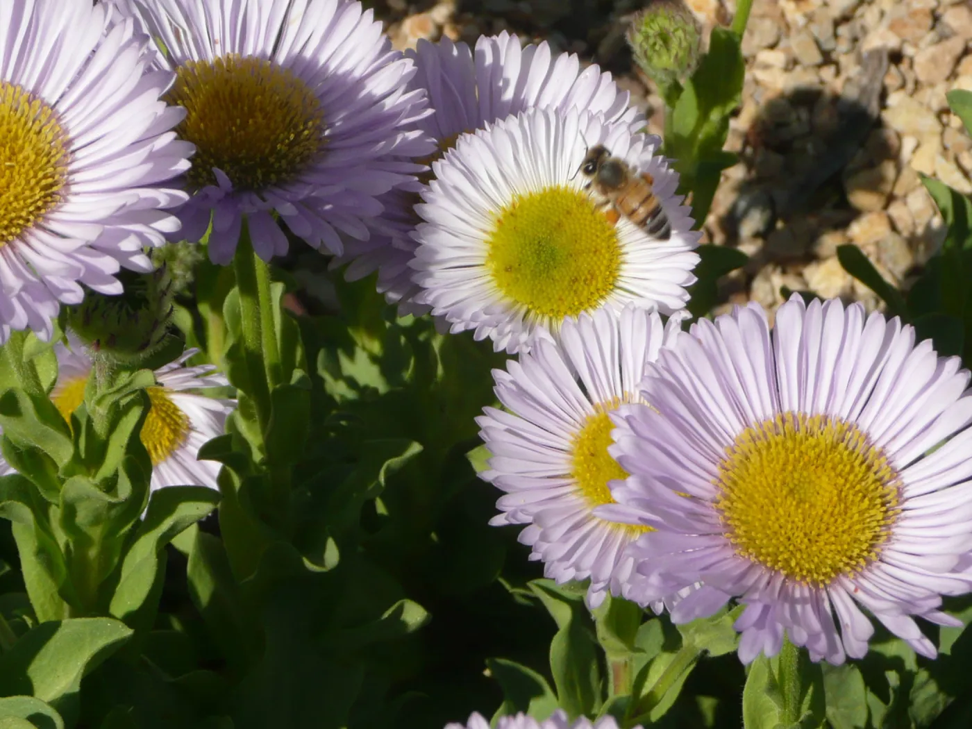 honeybee, Erigeron flowers, SBBG Photo Contest 2012
