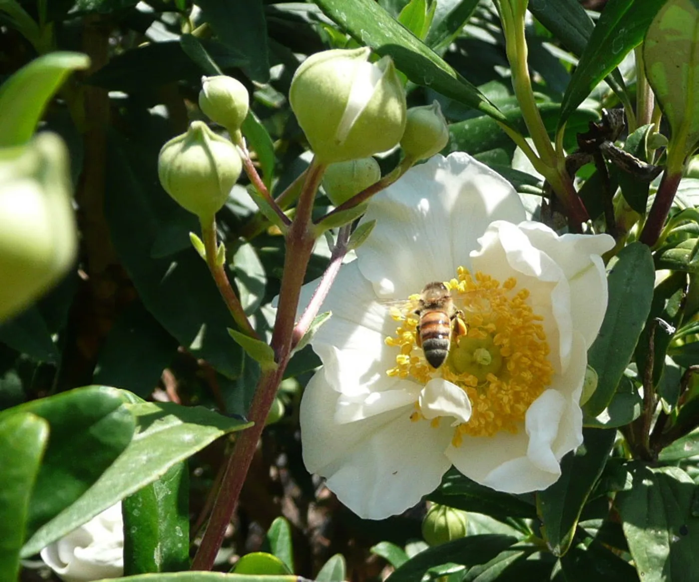 honeybee, Carpenteria californica, SBBG Photo Contest 2012