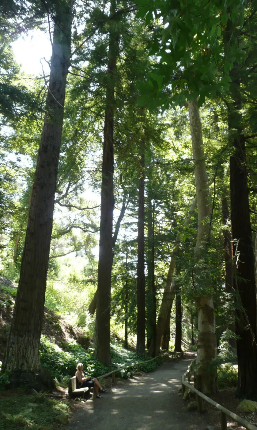 visitor on wood bench in Redwood Section, SBBG Photo Contest 2012