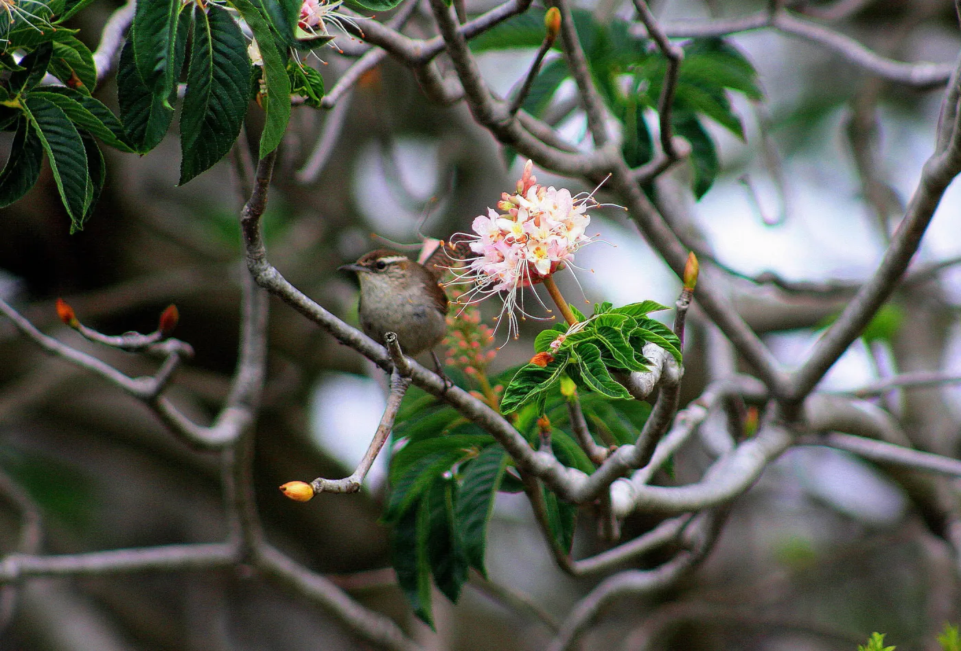 Bewicks Wren, Aesculus, SBBG Photo Contest 2012
