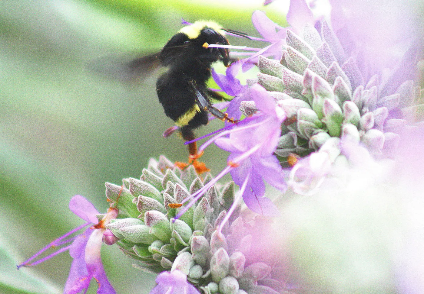 bumble bee, Salvia (Sage), SBBG Photo Contest 2012 Sage