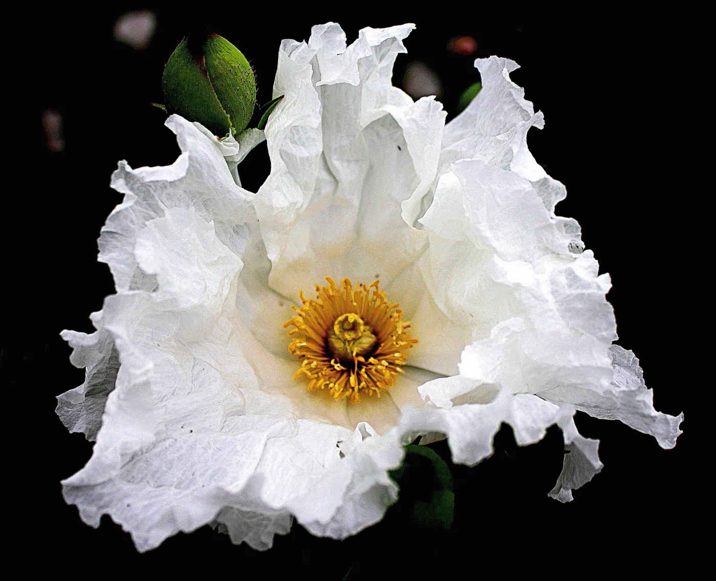 Argemone flower, SBBG Photo Contest 2012