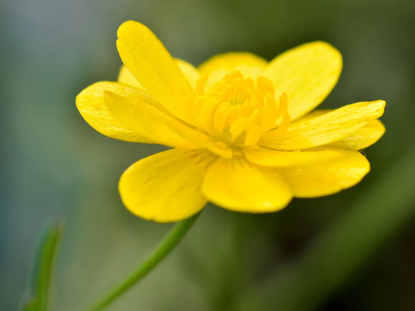 Buttercup, ranunculus flower, SBBG Photo Contest 2012