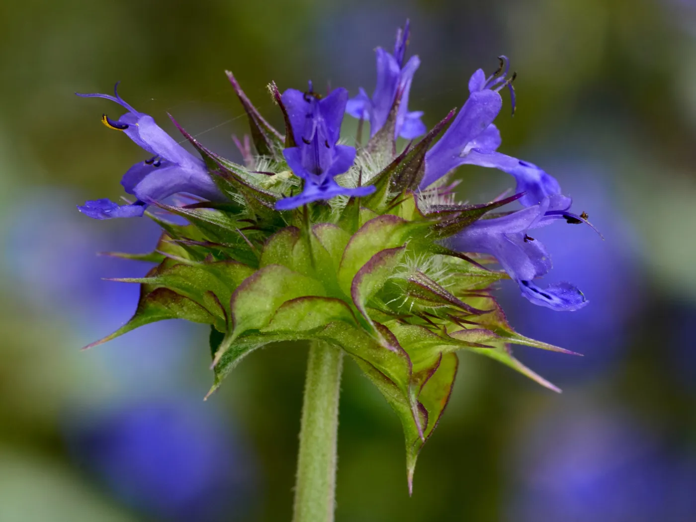 Chia, Salvia columbaria.e SBBG Photo Contest 2012