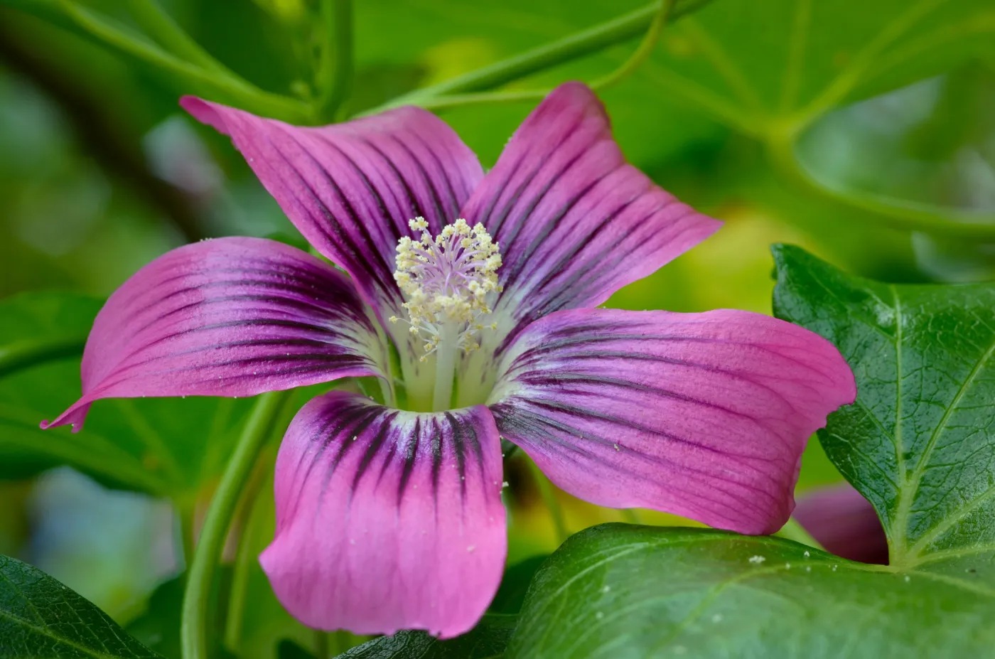 Lavatera flower, SBBG Photo Contest 2012
