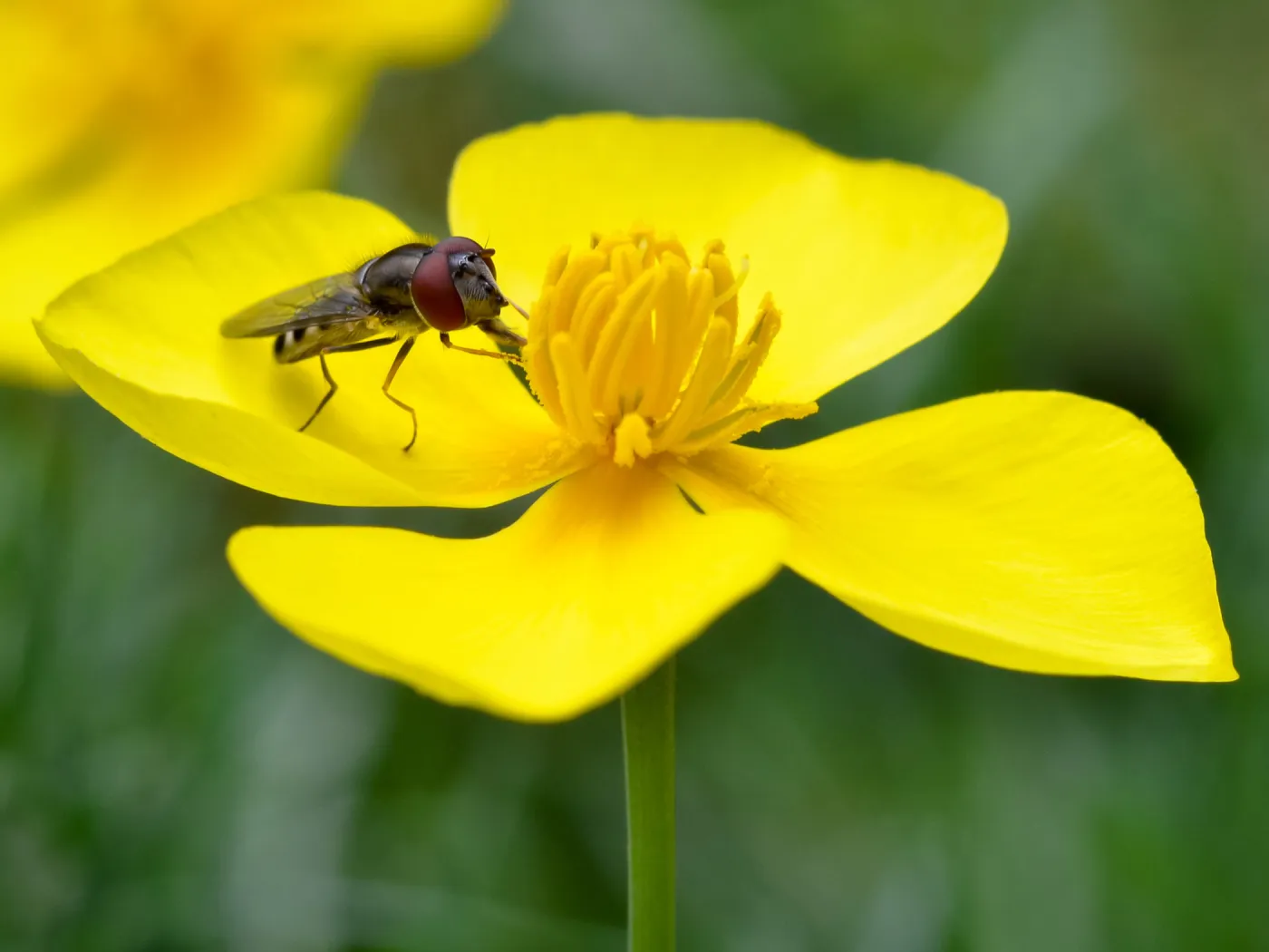 Fly and Dendromecon, second place winner, Wildlife in the Garden category, SBBG Photo Contest 2012