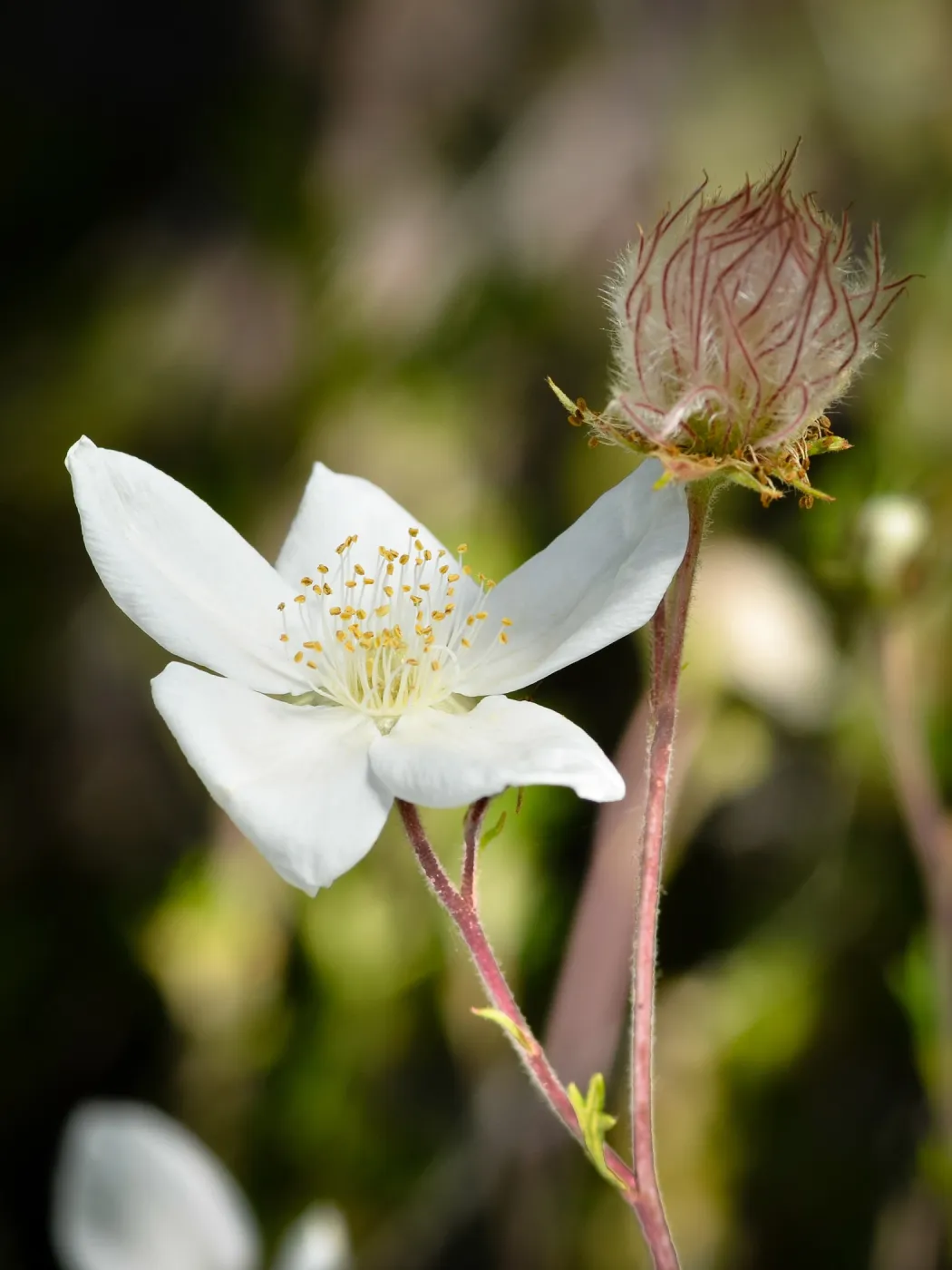 SBBG Photo Contest 2012. Fallugia paradoxa, Apache Plume