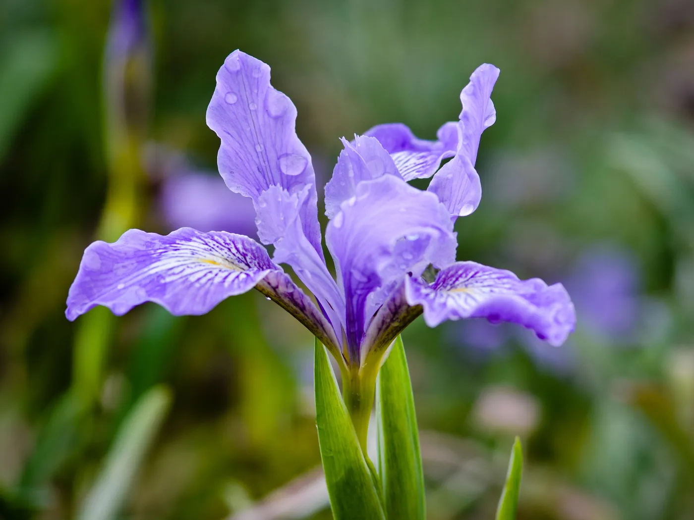 native Iris, SBBG Photo Contest 2012