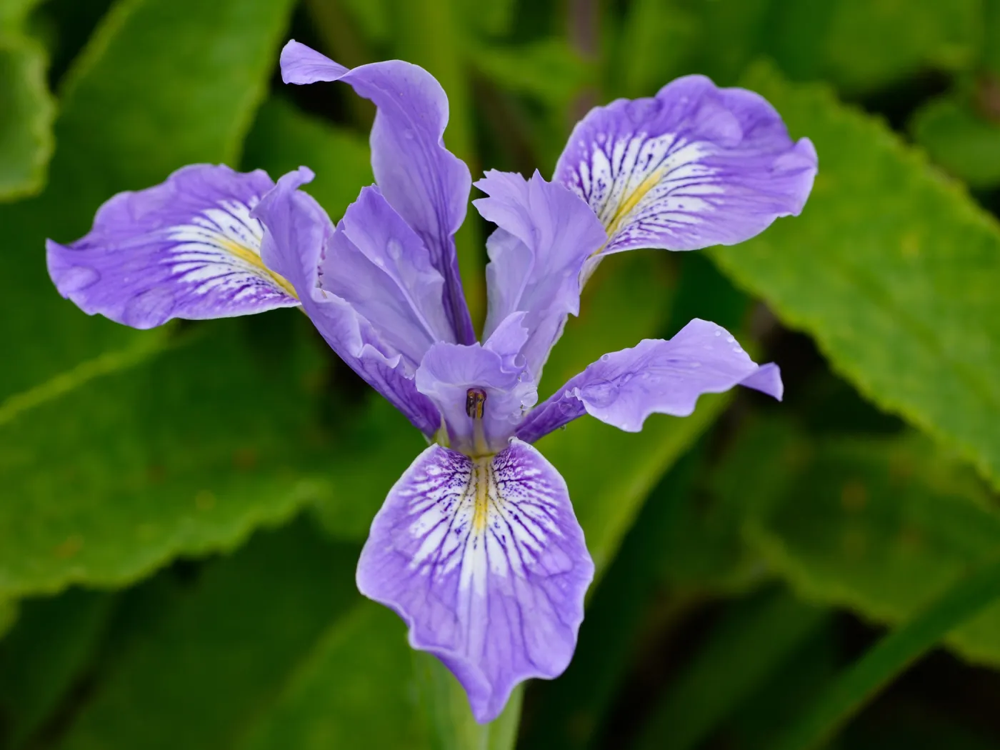 native Iris, SBBG Photo Contest 2012