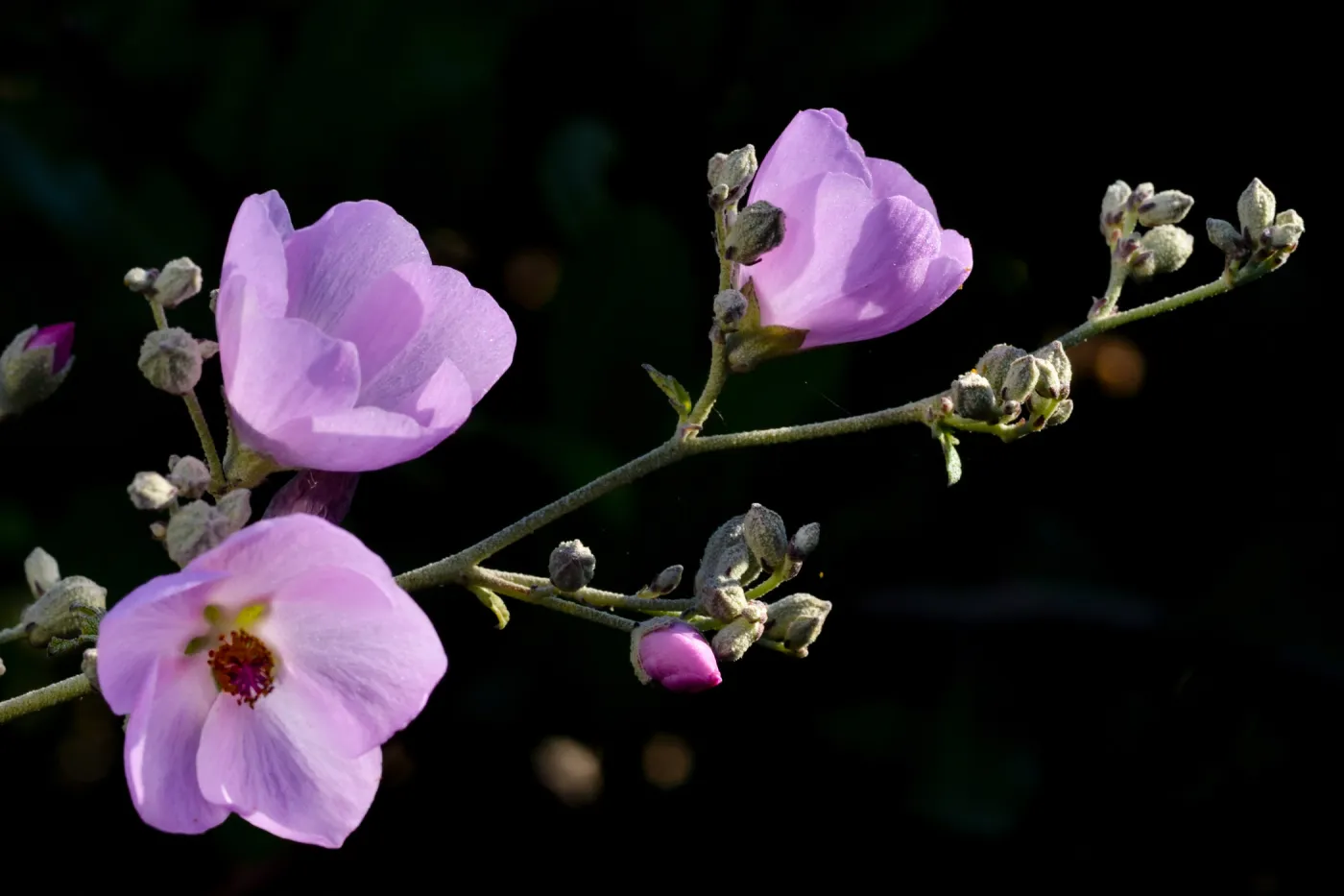 Malacothamnus, SBBG Photo Contest 2012