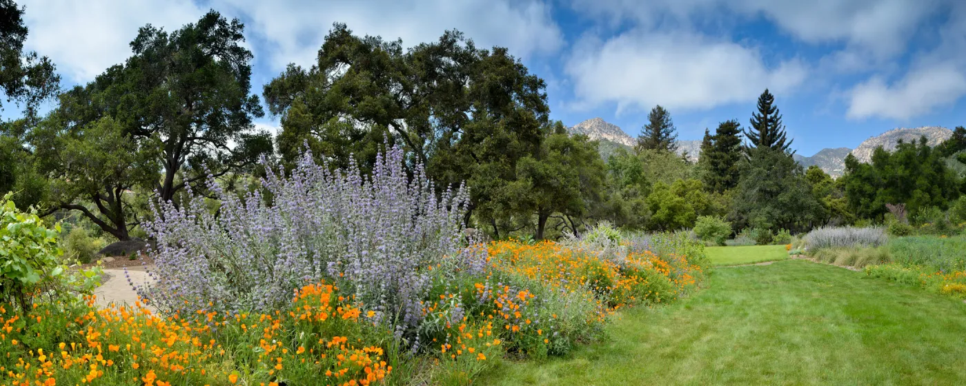 Meadow panorama, lawn, view to mountains, puffy clouds, SBBG Photo Contest 2012