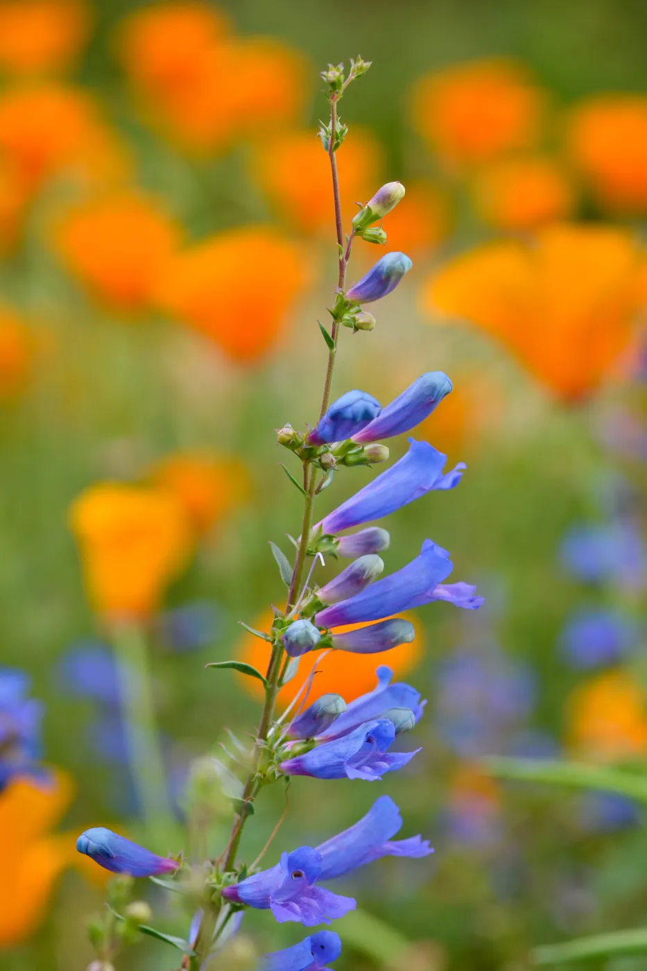 Penstemon and poppies, SBBG Photo Contest 2012