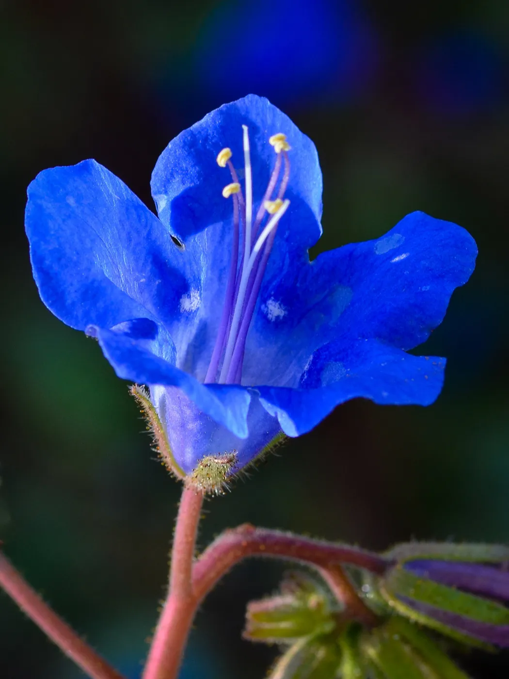 Phacelia, SBBG Photo Contest 2012