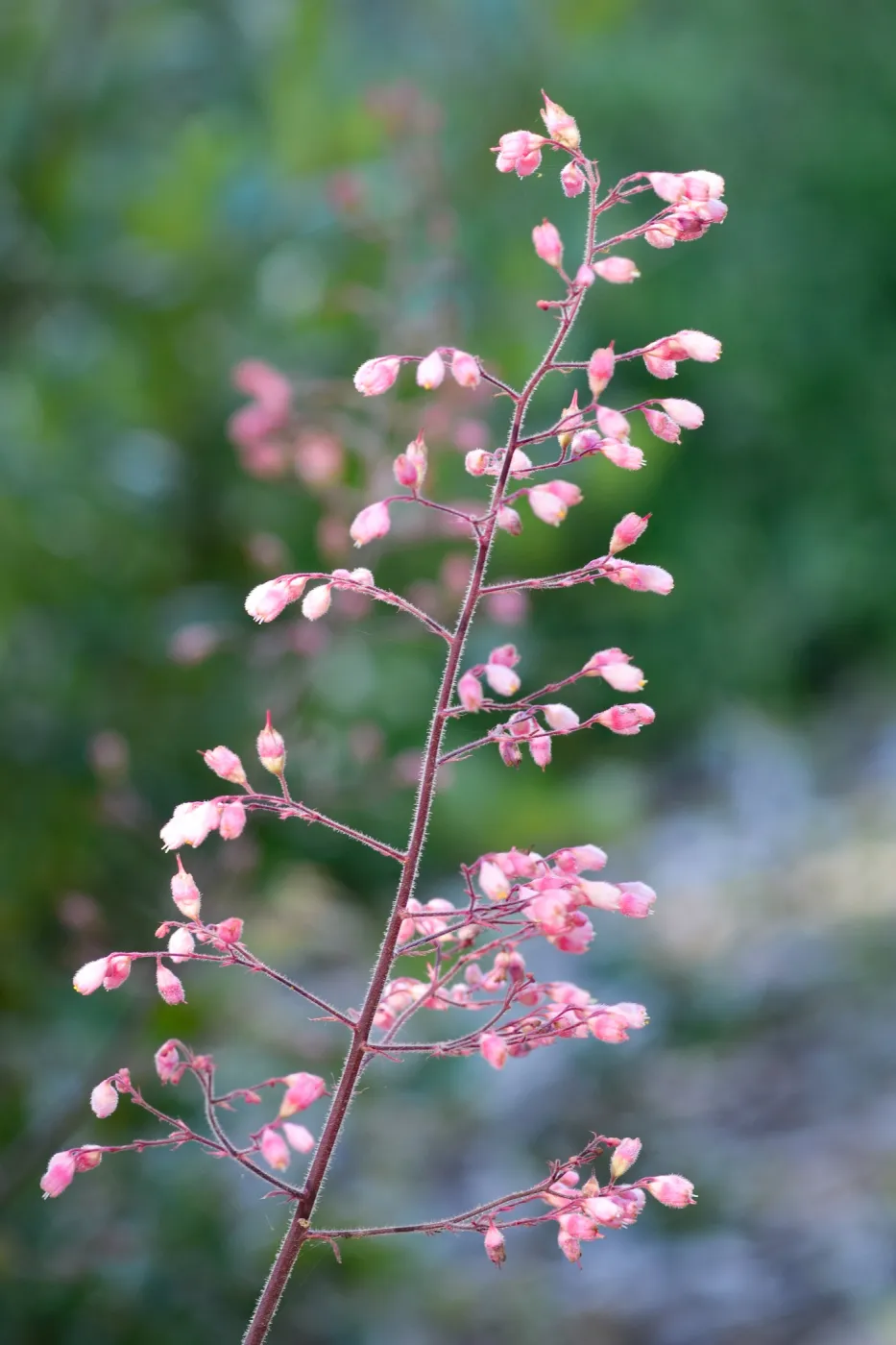 pink Heuchera, SBBG Photo Contest 2012