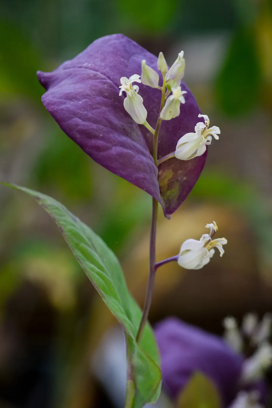 Streptanthus farnsworthianus, SBBG Photo Contest 2012