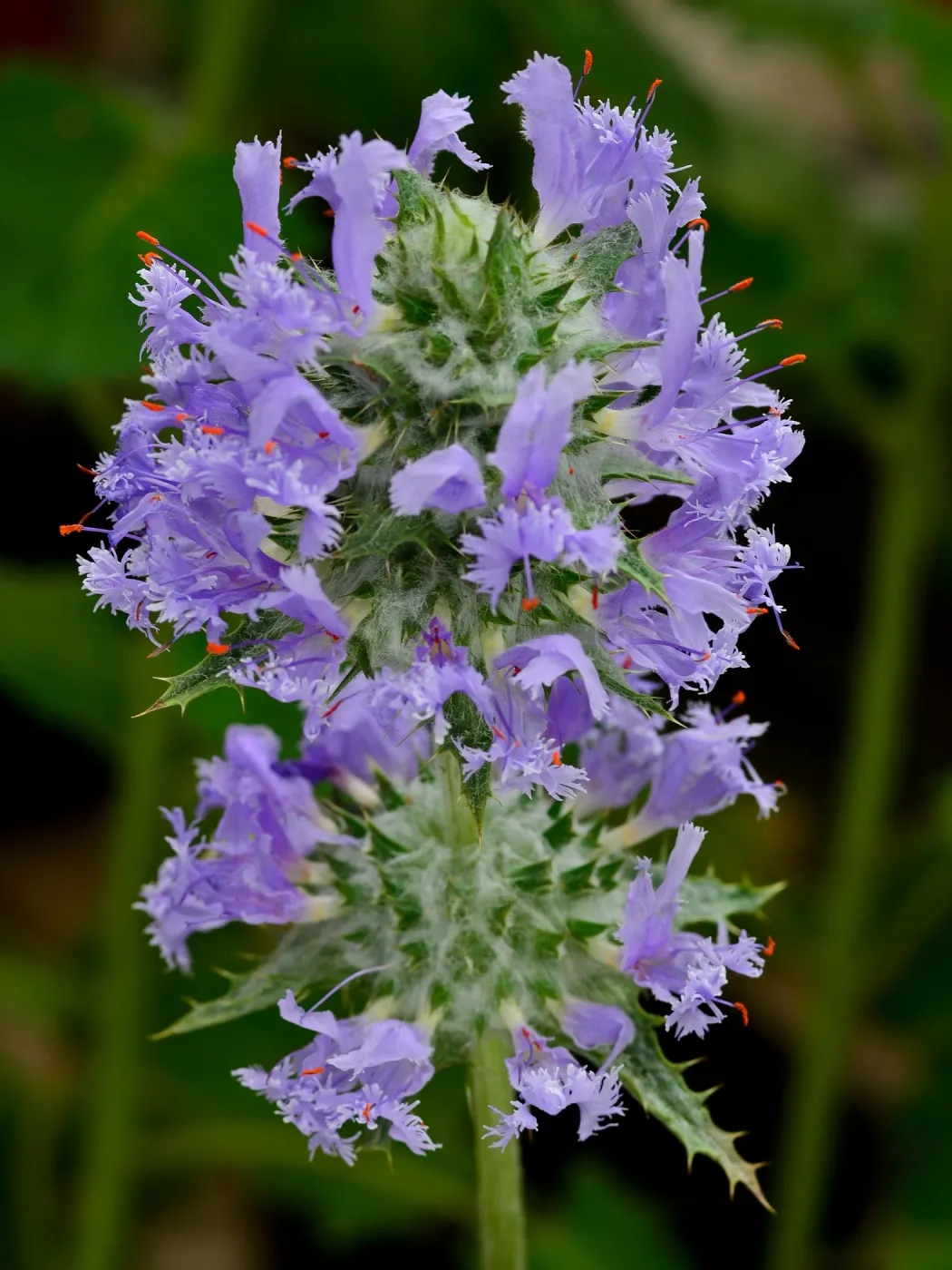 SBBG Photo Contest 2012. Salvia carduacea, thistle sage