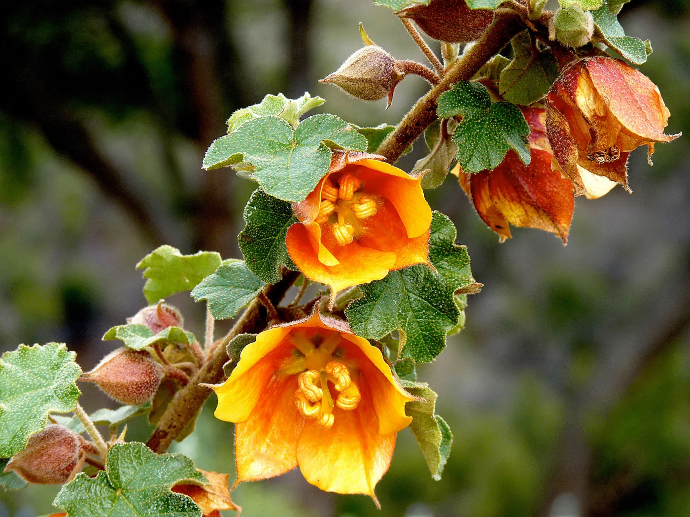 Fremontodendron, SBBG Photo Contest 2012