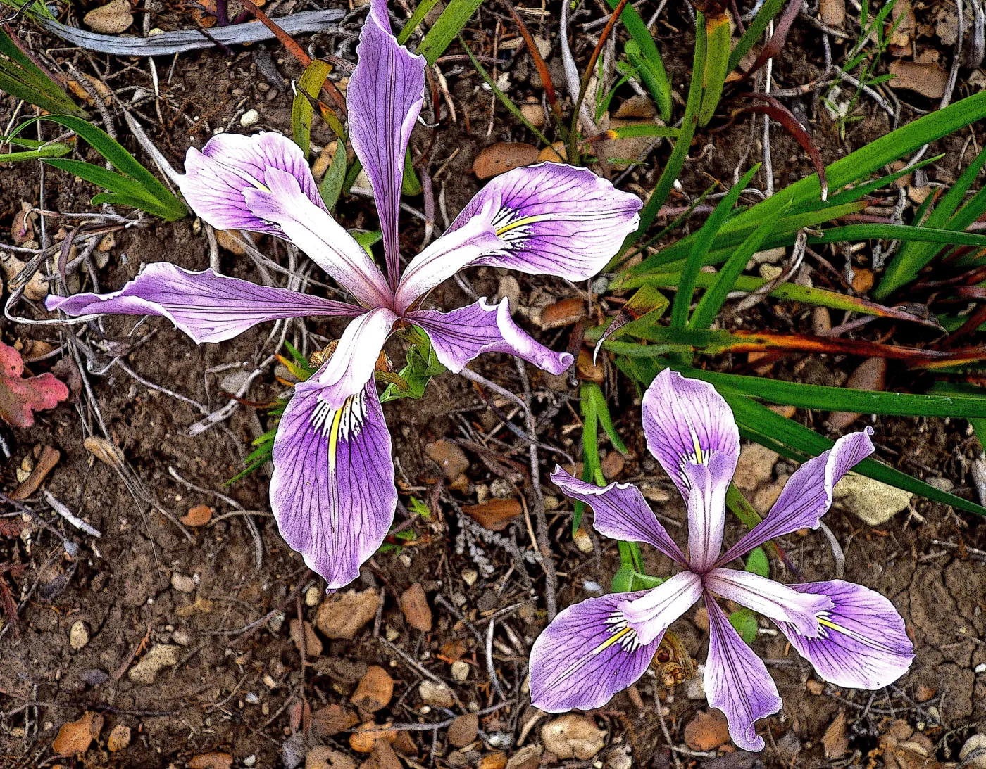 Iris, SBBG Photo Contest 2012