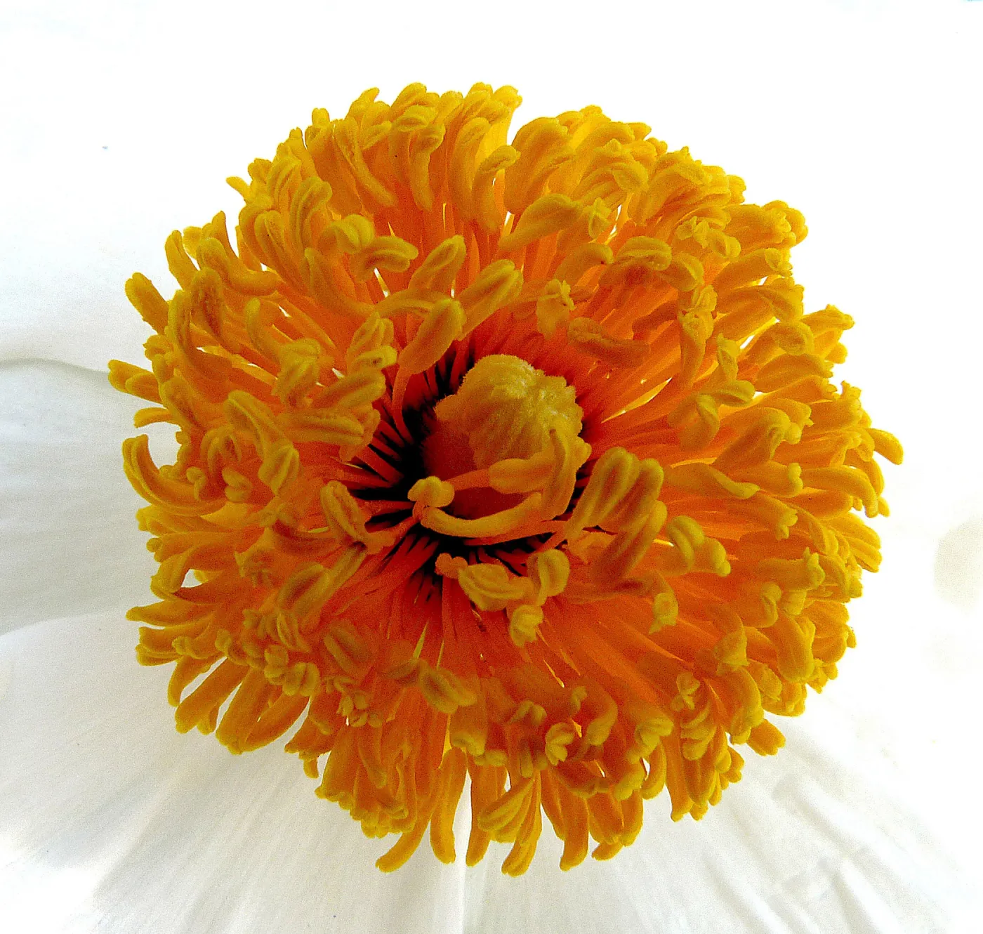Matilija poppy, third place winner, Celebrate Wildflowers category, SBBG Photo Contest 2012