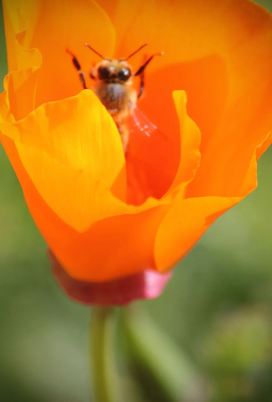 honeybee in poppy flower, SBBG Photo Contest 2012