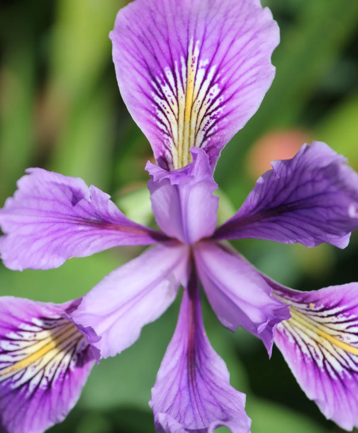 iris, SBBG Photo Contest 2012