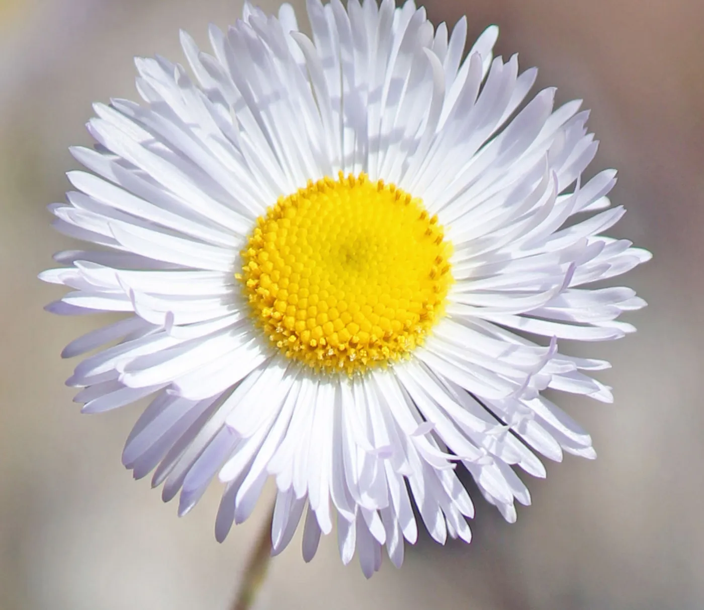 SBBG Photo Contest 2012. Erigeron divergens