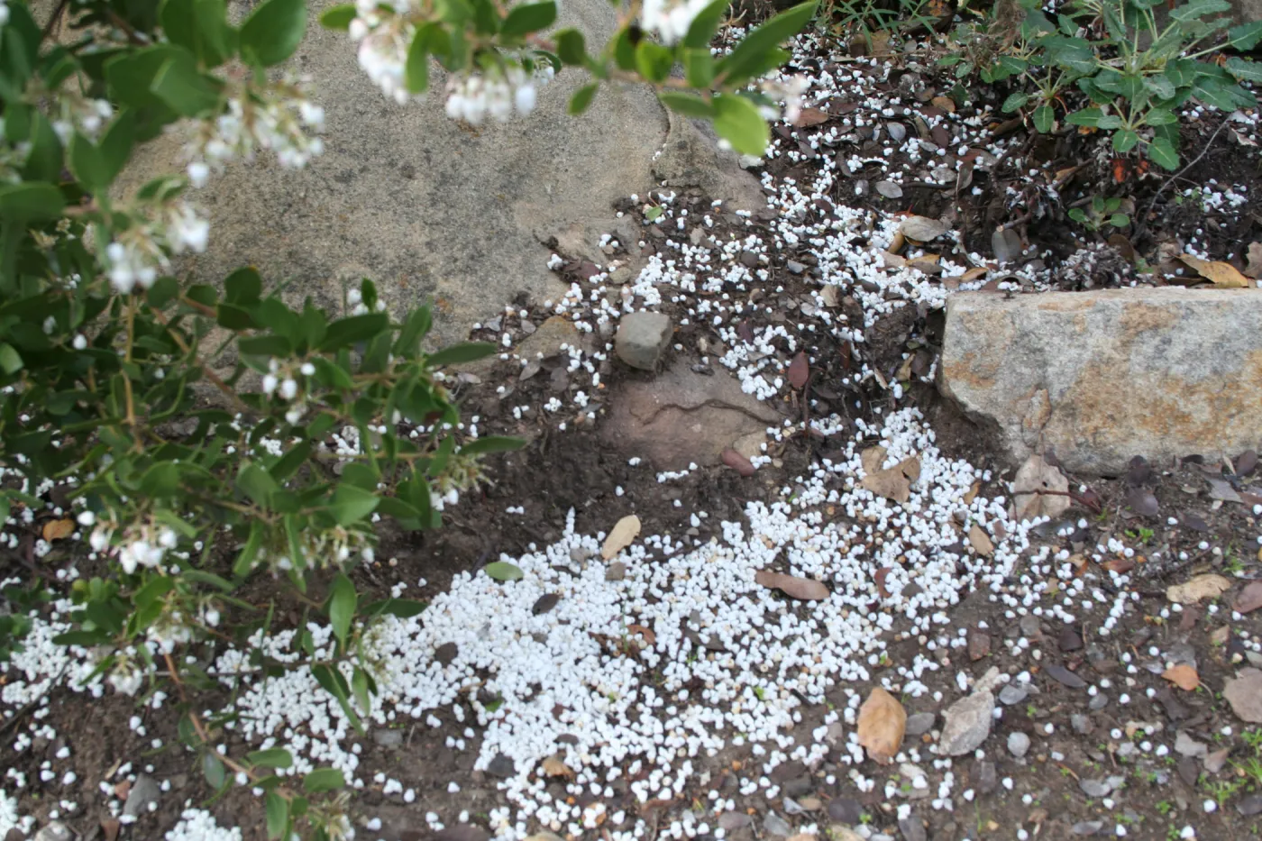 Arctostaphylos Canyon Sparkles at SBBG